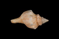 藏品(角赤旋螺)的圖片